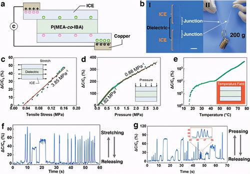 自修復強機械性離子凝膠 孫桃林與賈錚領銜的先進材料創(chuàng)新